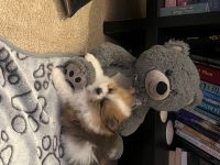 Pomeranian Puppies for sale in Denver, Colorado. price: $2,300