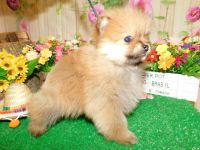 Pomeranian Puppies for sale in Hammond, IN, USA. price: $1,800