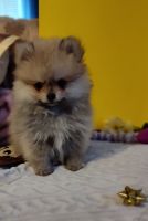 Pomeranian Puppies for sale in Van Buren, AR 72956, USA. price: $900