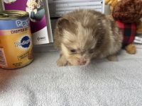 Pomeranian Puppies for sale in Louisville, Mississippi. price: $1,200