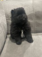 Pomeranian Puppies for sale in Houston, Texas. price: $1,200