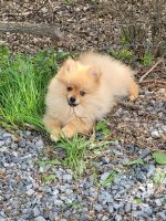 Pomeranian Puppies for sale in Greeneville, TN, USA. price: $1,800