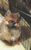 Pomeranian Puppies for sale in Birmingham, AL, USA. price: $975
