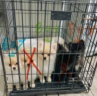 Pomeranian Puppies for sale in Palmdale, California. price: $1,200