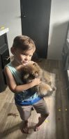 Pomeranian Puppies for sale in Cape Coral, Florida. price: $3,000