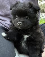 Pomeranian Puppies for sale in Augusta, Georgia. price: $800