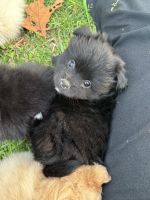 Pomeranian Puppies for sale in Augusta, Georgia. price: $800