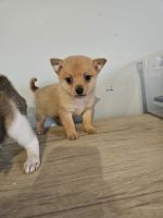 Pomeranian Puppies for sale in Asheboro, NC, USA. price: $300