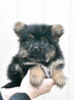 Pomeranian Puppies for sale in Des Plaines, IL, USA. price: $1,500