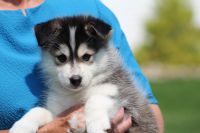 Pomsky Puppies for sale in Apple Creek, OH 44606, USA. price: NA
