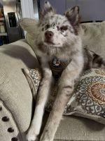 Pomsky Puppies for sale in Whitestone, Queens, NY, USA. price: NA