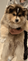 Pomsky Puppies for sale in Macomb, MI 48042, USA. price: NA