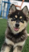Pomsky Puppies for sale in Rio Rancho, NM, USA. price: NA