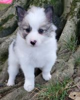 Pomsky Puppies for sale in Havre De Grace, MD 21078, USA. price: NA