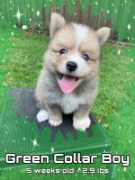 Pomsky Puppies for sale in Green Bay, WI, USA. price: NA
