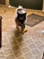 Pomsky Puppies for sale in Austintown, OH, USA. price: NA