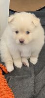 Pomsky Puppies for sale in Bountiful, UT 84010, USA. price: NA