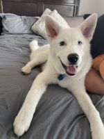 Pomsky Puppies for sale in San Marcos, CA, USA. price: NA