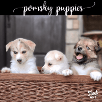 Pomsky Puppies for sale in Mona, UT, USA. price: NA