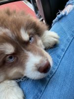 Pomsky Puppies for sale in Raceland, KY, USA. price: NA