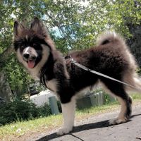 Pomsky Puppies for sale in Chanhassen, MN, USA. price: NA