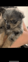Pomsky Puppies for sale in Oakland, CA 94609, USA. price: NA