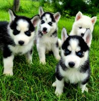 Pomsky Puppies for sale in Orwell, OH 44076, USA. price: NA