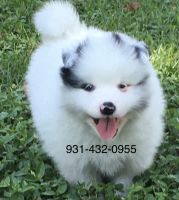 Pomsky Puppies for sale in Baxter, TN 38544, USA. price: NA