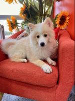 Pomsky Puppies for sale in Springfield, MO, USA. price: NA