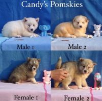 Pomsky Puppies for sale in Buffalo, KY 42716, USA. price: NA