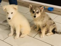 Pomsky Puppies for sale in Trumbull, CT 06611, USA. price: NA