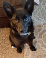Pomsky Puppies for sale in Westgate, NY 14624, USA. price: NA
