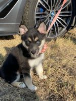 Pomsky Puppies for sale in 24245 Wilderness Oak, San Antonio, TX 78258, USA. price: NA