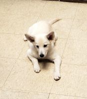 Pomsky Puppies for sale in Pottsville, PA 17901, USA. price: NA