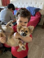 Pomsky Puppies for sale in Discovery Bay, CA, USA. price: NA