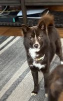 Pomsky Puppies for sale in Elkhart, IN, USA. price: NA