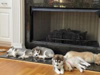 Pomsky Puppies for sale in McDonough, GA, USA. price: NA