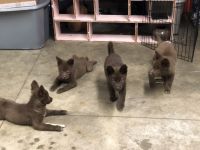 Pomsky Puppies for sale in Cherry Hill, NJ, USA. price: NA