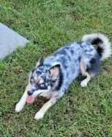 Pomsky Puppies for sale in Suffolk, VA 23434, USA. price: NA