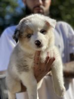 Pomsky Puppies for sale in Lansing, MI 48910, USA. price: NA