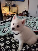 Pomsky Puppies for sale in Rogers, AR, USA. price: NA