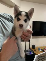 Pomsky Puppies for sale in Madison, WI, USA. price: NA