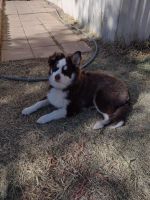Pomsky Puppies for sale in Tucson, AZ, USA. price: NA