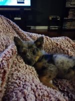 Pomsky Puppies for sale in Walled Lake, MI 48390, USA. price: NA