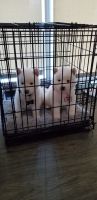 Pomsky Puppies for sale in San Diego, CA, USA. price: NA