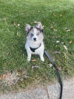 Pomsky Puppies for sale in Waldorf, MD, USA. price: NA