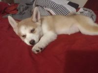Pomsky Puppies for sale in Hollywood, FL, USA. price: NA