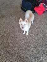 Pomsky Puppies for sale in Webster, TX 77598, USA. price: NA
