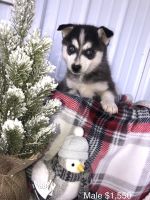 Pomsky Puppies for sale in Salesville, OH 43778, USA. price: NA
