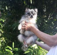 Pomsky Puppies for sale in Royal Palm Beach, FL, USA. price: NA